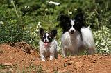 EPAGNEUL PAPILLON 141